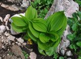 Veratrum lobelianum. Вегетирующие растения. Адыгея, Фишт-Оштеновский массив, юго-восточный склон горы Фишт, ≈ 2000 м н.у.м., каменистый склон на краю Малого Фиштинскиго ледника. 05.07.2017.