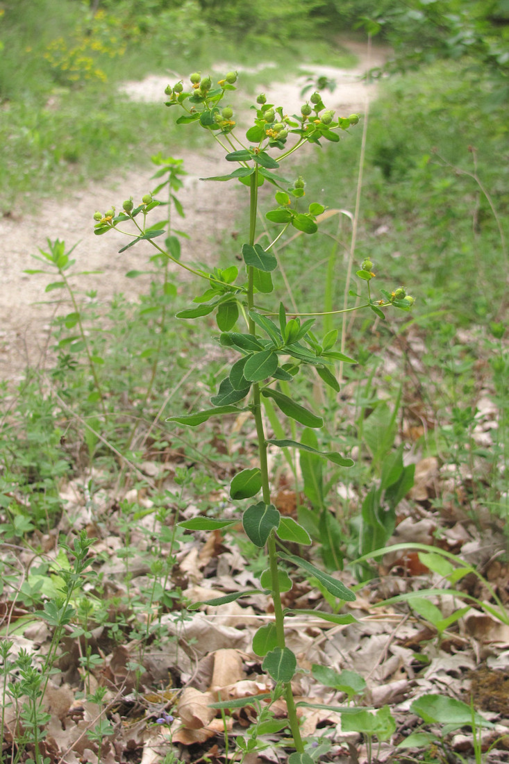 Изображение особи Euphorbia tauricola.