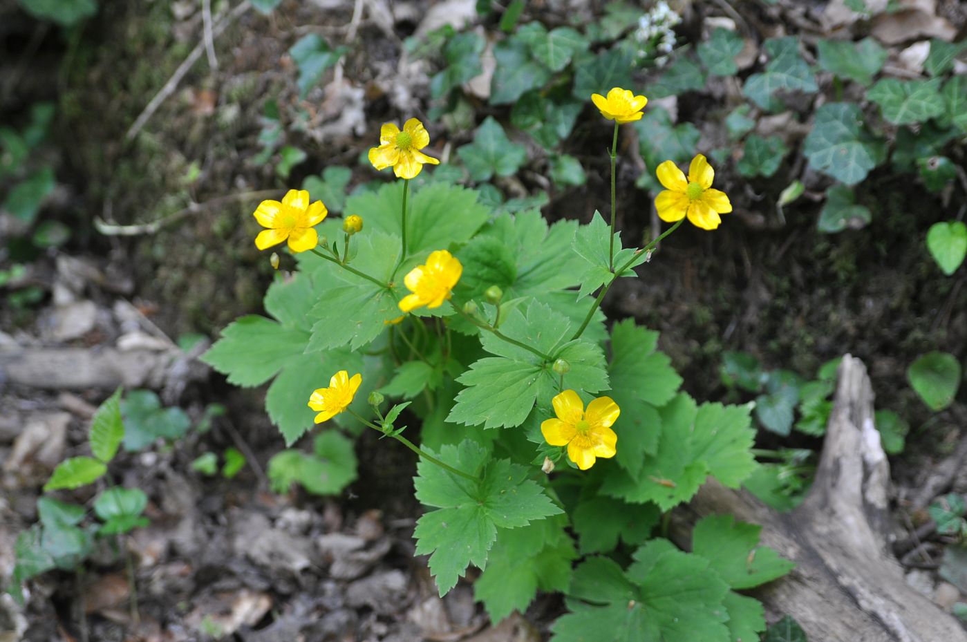 Изображение особи Ranunculus cappadocicus.