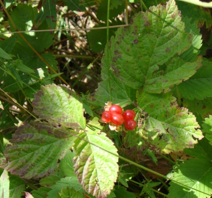 Изображение особи Rubus saxatilis.