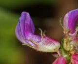 Vicia ohwiana