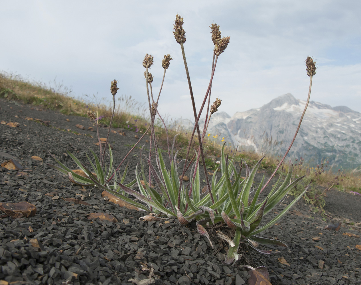 Изображение особи Plantago atrata.