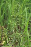 Pedicularis karoi