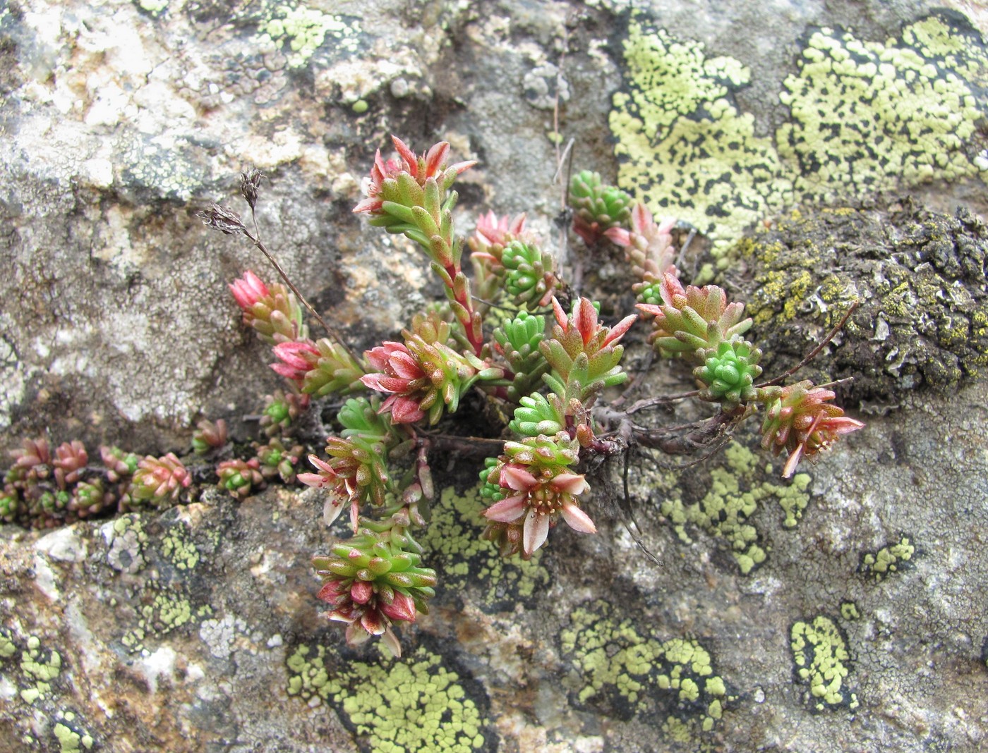 Изображение особи Sedum tenellum.