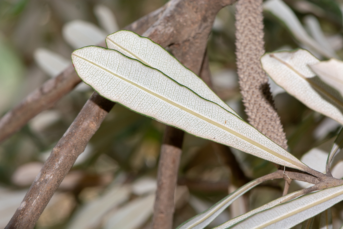 Изображение особи Banksia integrifolia.