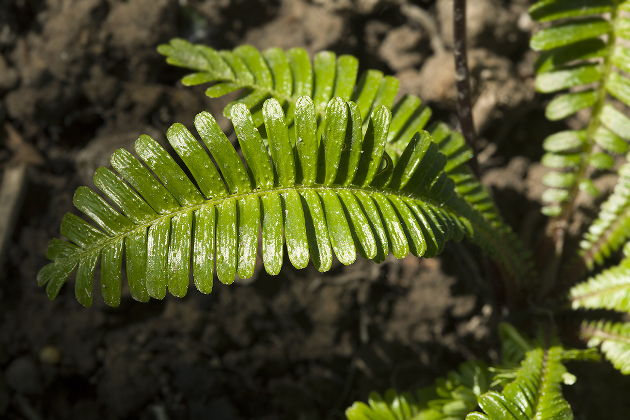 Изображение особи Pteridophyllum racemosum.