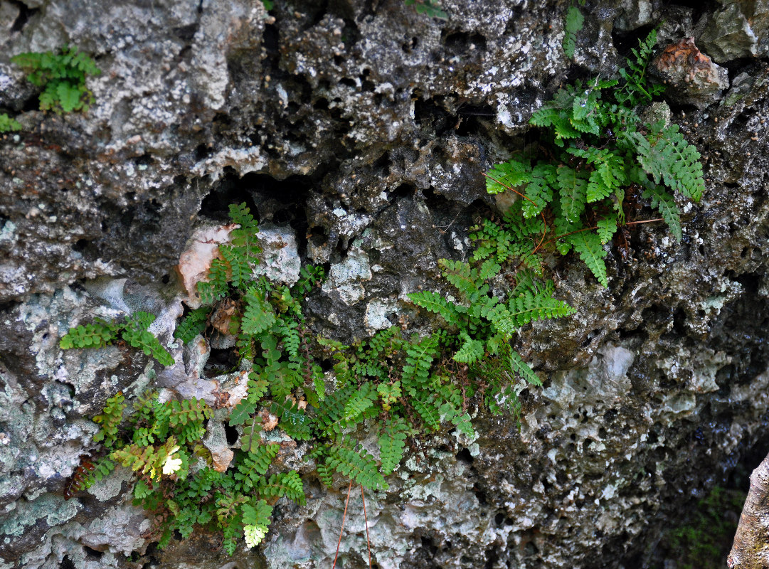 Изображение особи Asplenium bourgaei.