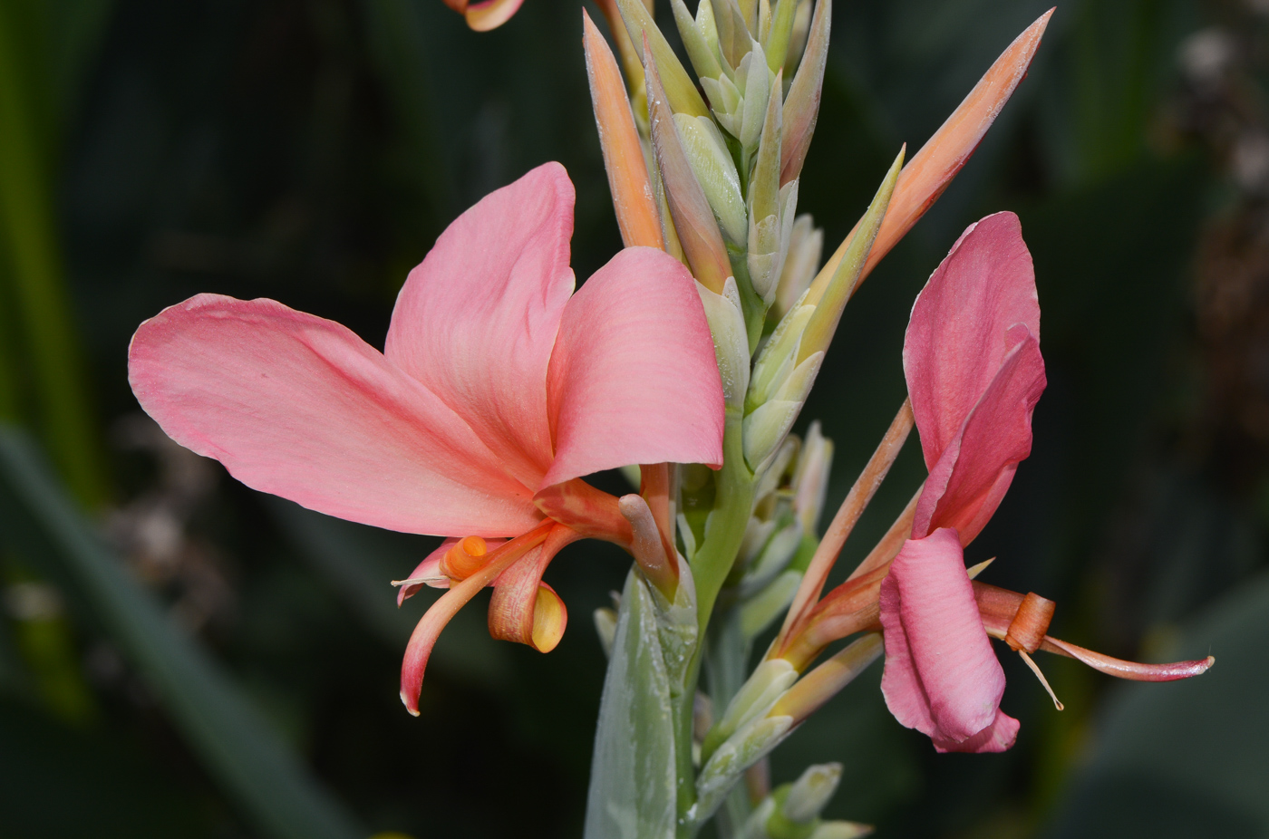 Изображение особи Canna flaccida.