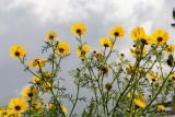 Glebionis coronaria