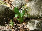 Viola alexandrowiana