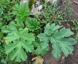 Heracleum dissectum. Вегетирующее растение. Кыргызстан, Чуйская обл., Аламединское ущелье, окр. сан. Теплый Ключ, правобережный склон. 22.05.2019.