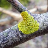 Xanthoria parietina