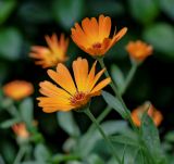 Calendula officinalis