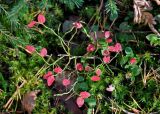 Vaccinium myrtillus