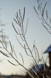 Diplotaxis tenuifolia. Верхушки заиндевевших сухих отплодоносивших побегов. Пермский край, пос. Юго-Камский, частное подворье. 28 ноября 2020 г.