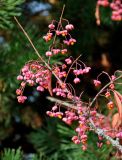 Euonymus europaeus. Верхушка ветви с плодами. Московская обл., Сергиево-Посадский р-н, долина р. Пажа, пос. Радонеж, в культуре. 26.09.2020.