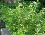 Artemisia vulgaris. Вегетирующее растение ('Variegata'). Тверская обл., г. Тверь, Заволжский р-н, ботанический сад ТвГУ, в культуре. 1 июня 2019 г.