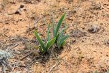 Iris pumila