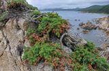 Juniperus conferta