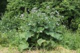 Arctium tomentosum