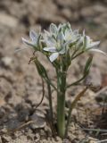 Ornithogalum navaschinii