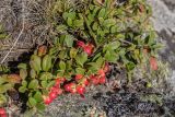 Vaccinium vitis-idaea. Плодоносящее растение. Кабардино-Балкария, Эльбрусский р-н, долина р. Ирик, субальпийский луг, среди камней. 21.08.2023.