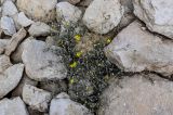 Launaea nudicaulis. Цветущее и плодоносящее растение. Египет, мухафаза Эль-Гиза, г. Эль-Гиза, плато Гиза, каменистый сухой склон. 28.04.2023.