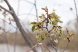 Ulmus laevis. Веточка с распускающимися почками и завязями. Казахстан, Восточно-Казахстанская обл., г. Усть-Каменогорск, берег р. Ульба, у воды. 02.05.2023.