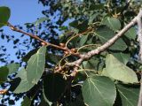 Populus tremula