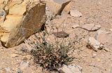 Erodium arborescens