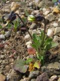 Viola arvensis