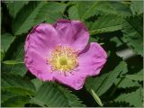 Rosa glabrifolia. Цветок. Чувашия, окр. г. Шумерля, обочина дороги к хлебозаводу. 3 июня 2011 г.