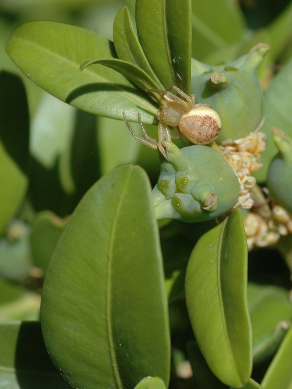 Image of Buxus sempervirens specimen.