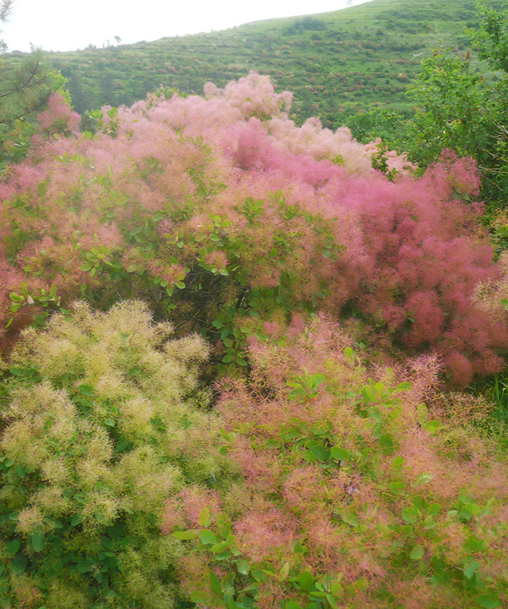 Изображение особи Cotinus coggygria.