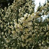 Colletia spinosissima. Ветвь с цветками. Сочи, дендрарий. 24.04.2008.