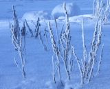 Artemisia campestris. Отмершие побеги зимой. Архангельская обл., г. Северодвинск, дюны. 29.01.2012.