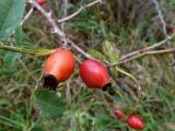 Rosa dumalis. Зрелые плоды. Чувашия, окр. г. Шумерля, полянка возле ГНС. 11 октября 2013 г.