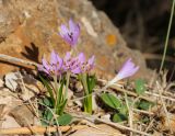 Colchicum cupanii