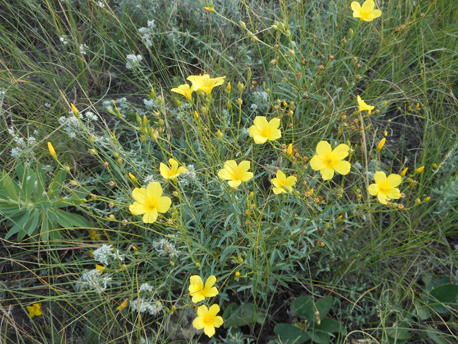 Изображение особи Linum linearifolium.