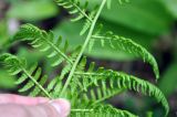 Athyrium filix-femina. Часть вайи с сорусами (вид снизу). Краснодарский край, окр. пос. Мезмай, хребет Гуама, Орлиная скала. 28.04.2014.