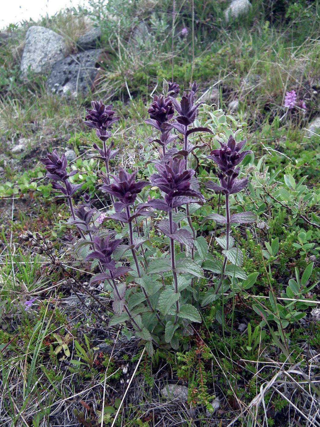 Изображение особи Bartsia alpina.