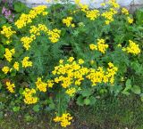 Tanacetum vulgare