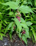 Leycesteria formosa