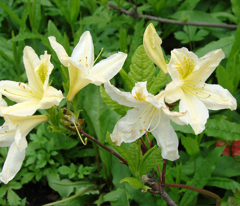 Изображение особи род Rhododendron.