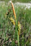 Carex limosa