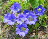 Gentiana grandiflora