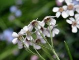 Achillea ledebourii. Соцветие (вид сбоку). Тува, Тоджинский р-н, долина р. Аржаан-Хем (выс. около 1600 м н.у.м.), влажный луг на берегу реки. 06.07.2015.