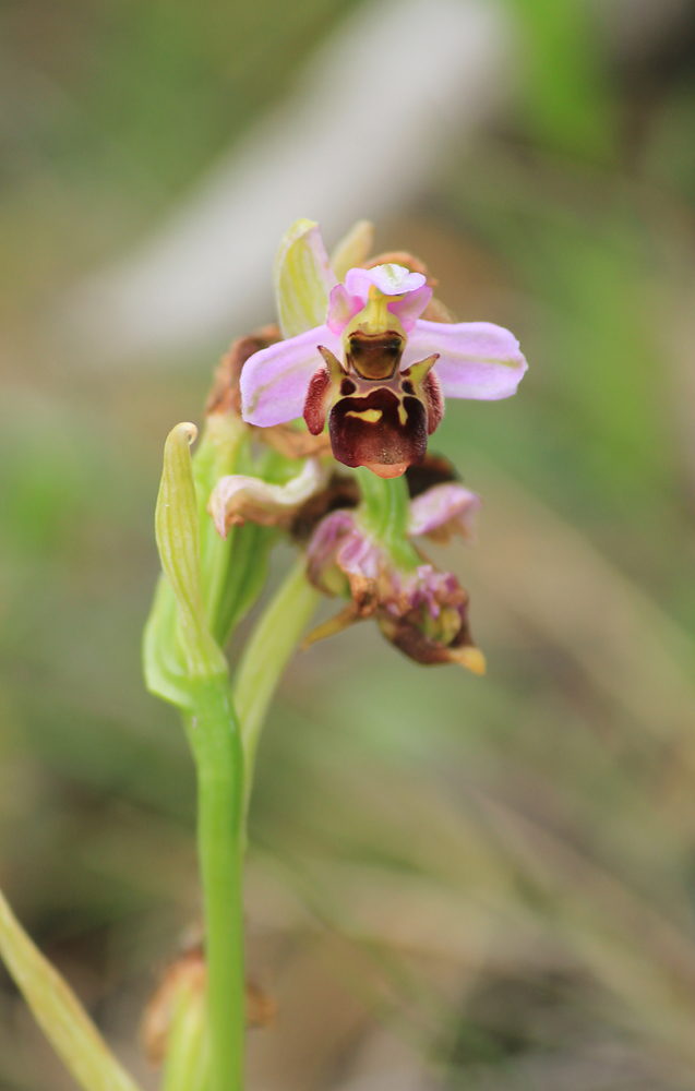 Изображение особи Ophrys oestrifera.