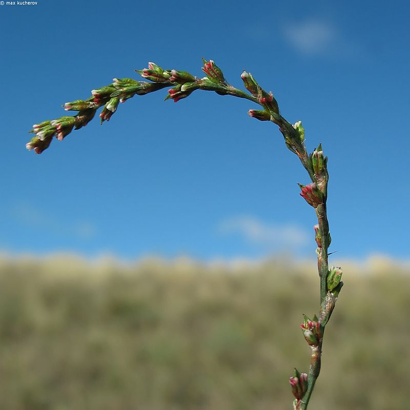 Изображение особи Polygonum patulum.