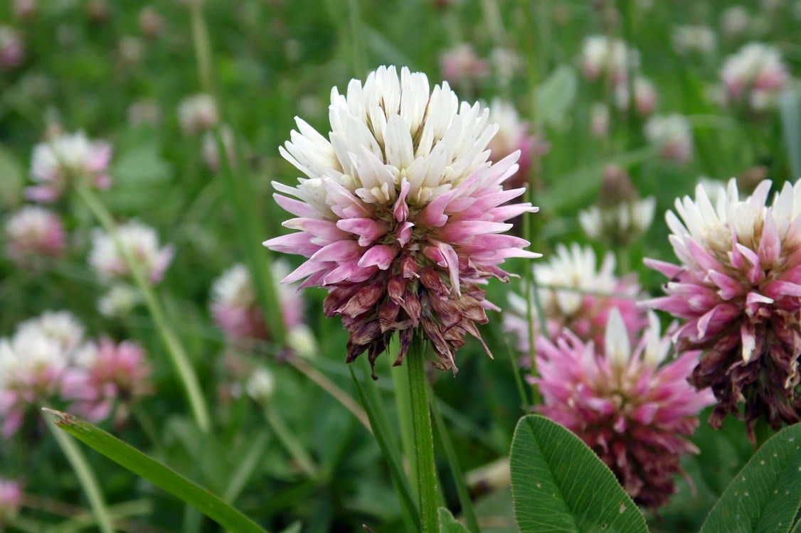 Изображение особи Trifolium ambiguum.